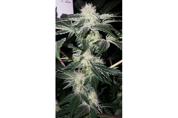 GG#4 (Zamnesia Seeds) Feminiserede GG#4 (Zamnesia Seeds) Feminiserede