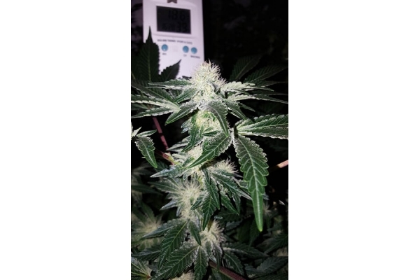 GG#4 (Zamnesia Seeds) Feminiserede GG#4 (Zamnesia Seeds) Feminiserede