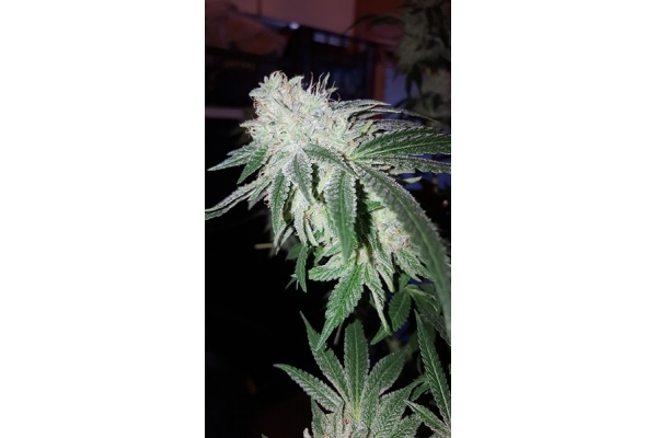 GG#4 (Zamnesia Seeds) Feminiserede GG#4 (Zamnesia Seeds) Feminiserede