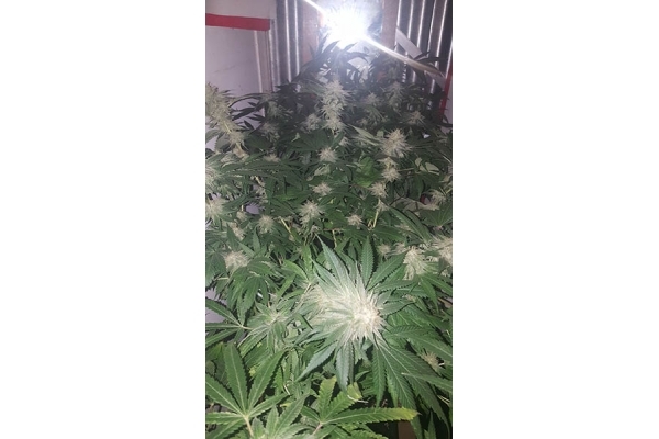 GG#4 (Zamnesia Seeds) Feminiserede GG#4 (Zamnesia Seeds) Feminiserede