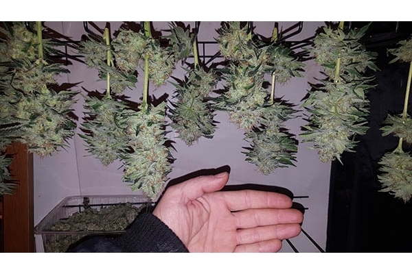 GG#4 (Zamnesia Seeds) Feminiserede GG#4 (Zamnesia Seeds) Feminiserede