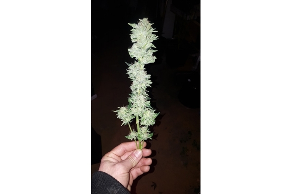 GG#4 (Zamnesia Seeds) Feminiserede GG#4 (Zamnesia Seeds) Feminiserede