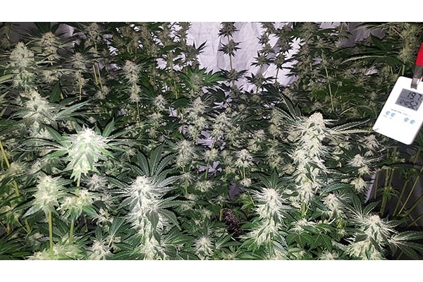 GG#4 (Zamnesia Seeds) Feminiserede GG#4 (Zamnesia Seeds) Feminiserede