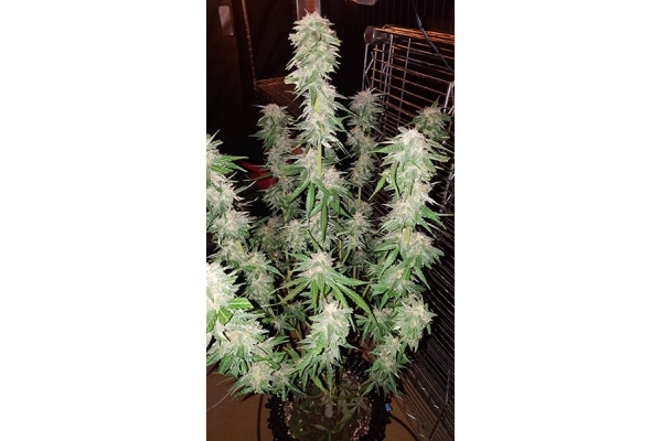 GG#4 (Zamnesia Seeds) Feminiserede GG#4 (Zamnesia Seeds) Feminiserede