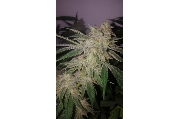GG#4 (Zamnesia Seeds) Feminiserede GG#4 (Zamnesia Seeds) Feminiserede