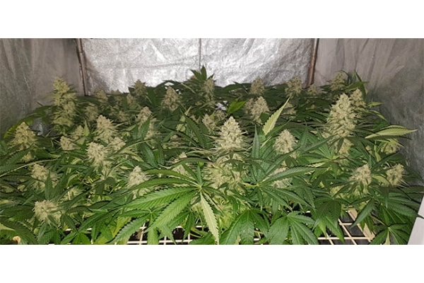 GG#4 (Zamnesia Seeds) Feminiserede GG#4 (Zamnesia Seeds) Feminiserede