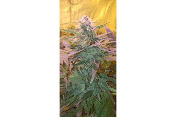 GG#4 (Zamnesia Seeds) Feminiserede GG#4 (Zamnesia Seeds) Feminiserede