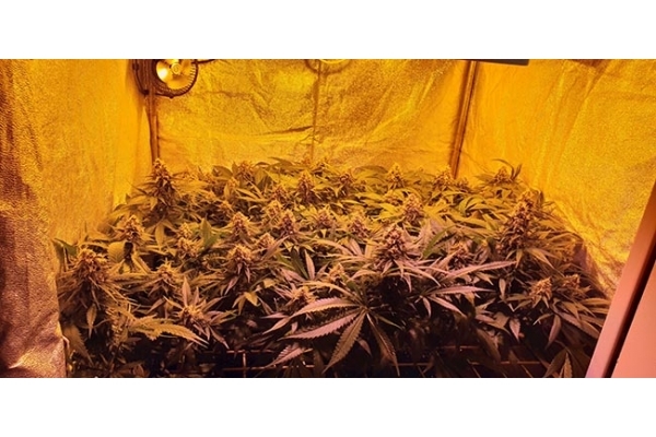 GG#4 (Zamnesia Seeds) Feminiserede GG#4 (Zamnesia Seeds) Feminiserede