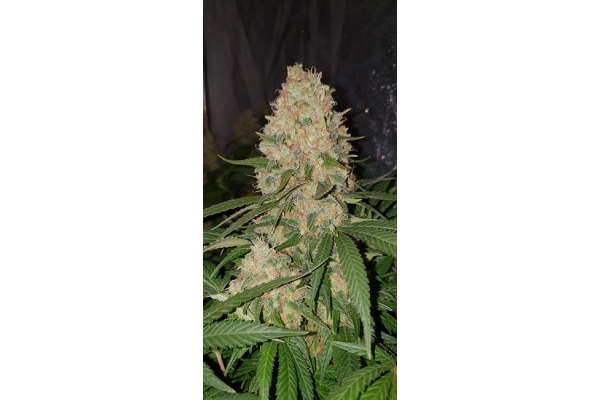 GG#4 (Zamnesia Seeds) Feminiserede GG#4 (Zamnesia Seeds) Feminiserede