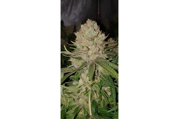 GG#4 (Zamnesia Seeds) Feminiserede GG#4 (Zamnesia Seeds) Feminiserede