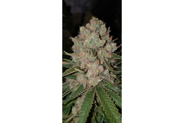 GG#4 (Zamnesia Seeds) Feminiserede GG#4 (Zamnesia Seeds) Feminiserede