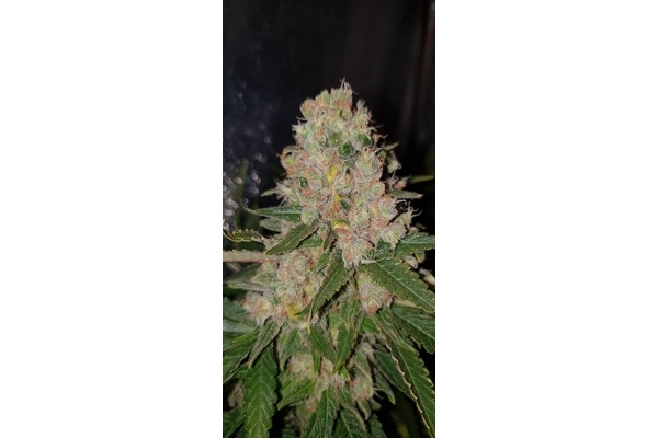 GG#4 (Zamnesia Seeds) Feminiserede GG#4 (Zamnesia Seeds) Feminiserede