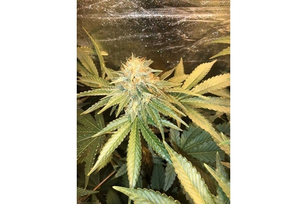 GG#4 (Zamnesia Seeds) Feminiserede GG#4 (Zamnesia Seeds) Feminiserede