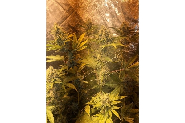 GG#4 (Zamnesia Seeds) Feminiserede GG#4 (Zamnesia Seeds) Feminiserede