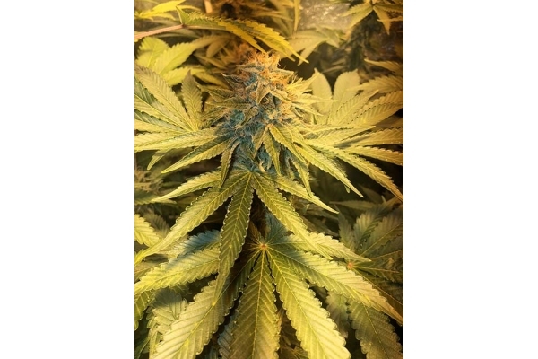 GG#4 (Zamnesia Seeds) Feminiserede GG#4 (Zamnesia Seeds) Feminiserede