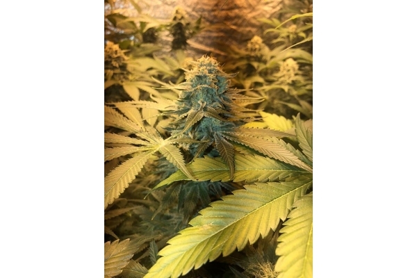 GG#4 (Zamnesia Seeds) Feminiserede GG#4 (Zamnesia Seeds) Feminiserede