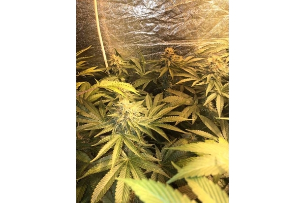 GG#4 (Zamnesia Seeds) Feminiserede GG#4 (Zamnesia Seeds) Feminiserede