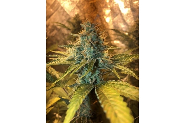 GG#4 (Zamnesia Seeds) Feminiserede GG#4 (Zamnesia Seeds) Feminiserede