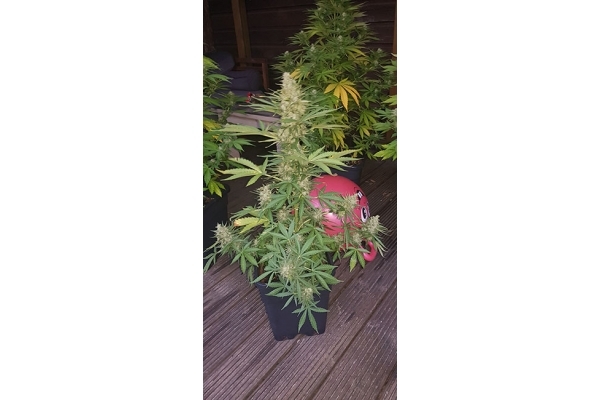 GG#4 (Zamnesia Seeds) Feminiserede GG#4 (Zamnesia Seeds) Feminiserede