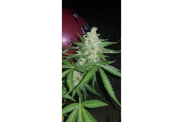 GG#4 (Zamnesia Seeds) Feminiserede GG#4 (Zamnesia Seeds) Feminiserede