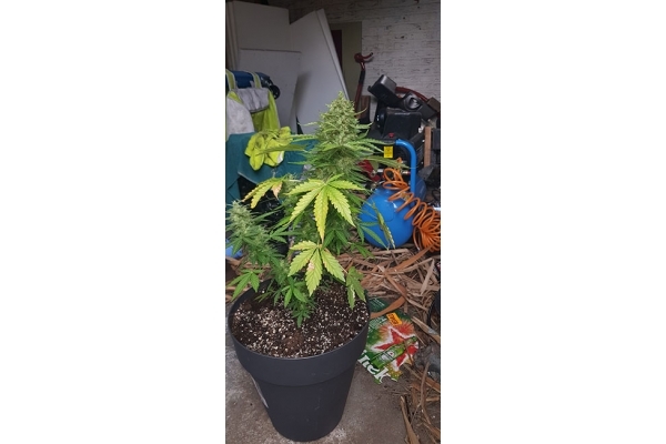 GG#4 (Zamnesia Seeds) Feminiserede GG#4 (Zamnesia Seeds) Feminiserede