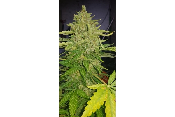 GG#4 (Zamnesia Seeds) Feminiserede GG#4 (Zamnesia Seeds) Feminiserede