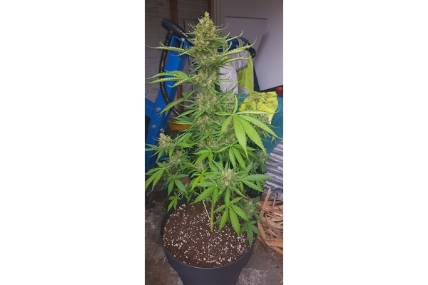 GG#4 (Zamnesia Seeds) Feminiserede GG#4 (Zamnesia Seeds) Feminiserede