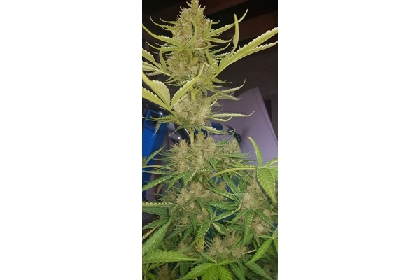 GG#4 (Zamnesia Seeds) Feminiserede GG#4 (Zamnesia Seeds) Feminiserede