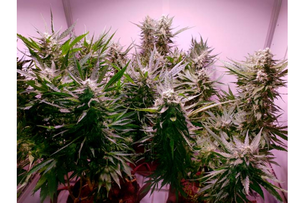GG#4 (Zamnesia Seeds) Feminiserede GG#4 (Zamnesia Seeds) Feminiserede
