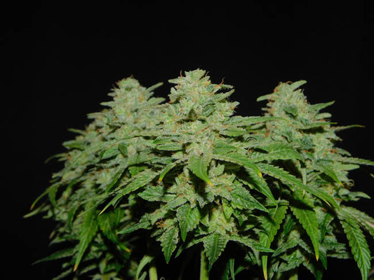 Tangerine G13 (Amsterdam Genetics) Feminiserede Tangerine G13 (Amsterdam Genetics) Feminiserede
