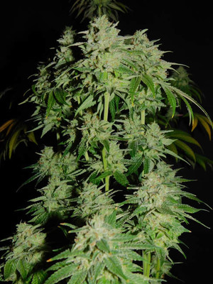 Tangerine G13 (Amsterdam Genetics) Feminiserede Tangerine G13 (Amsterdam Genetics) Feminiserede