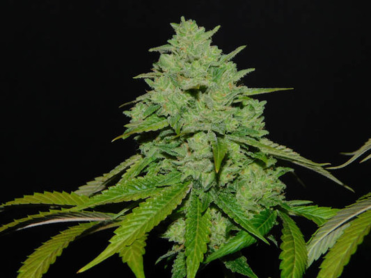 Tangerine G13 (Amsterdam Genetics) Feminiserede Tangerine G13 (Amsterdam Genetics) Feminiserede