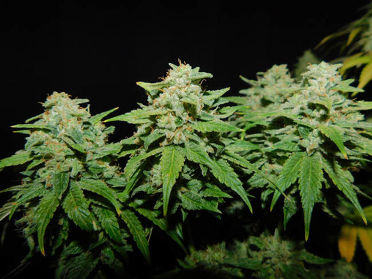 Tangerine G13 (Amsterdam Genetics) Feminiserede Tangerine G13 (Amsterdam Genetics) Feminiserede