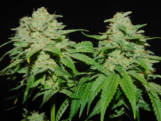 Tangerine G13 (Amsterdam Genetics) Feminiserede Tangerine G13 (Amsterdam Genetics) Feminiserede