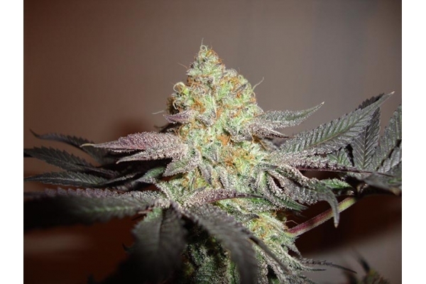 Girl Scout Cookies (Zamnesia Seeds) Feminiserede Girl Scout Cookies (Zamnesia Seeds) Feminiserede
