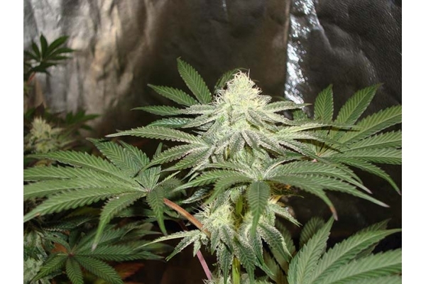 Girl Scout Cookies (Zamnesia Seeds) Feminiserede Girl Scout Cookies (Zamnesia Seeds) Feminiserede