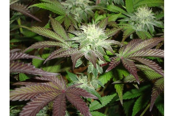 Girl Scout Cookies (Zamnesia Seeds) Feminiserede Girl Scout Cookies (Zamnesia Seeds) Feminiserede