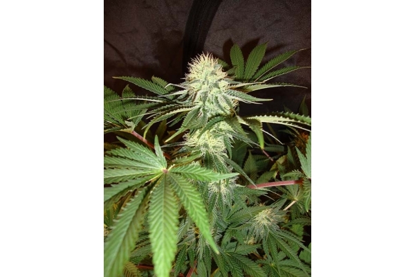 Girl Scout Cookies (Zamnesia Seeds) Feminiserede Girl Scout Cookies (Zamnesia Seeds) Feminiserede