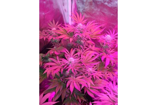 Girl Scout Cookies (Zamnesia Seeds) Feminiserede Girl Scout Cookies (Zamnesia Seeds) Feminiserede