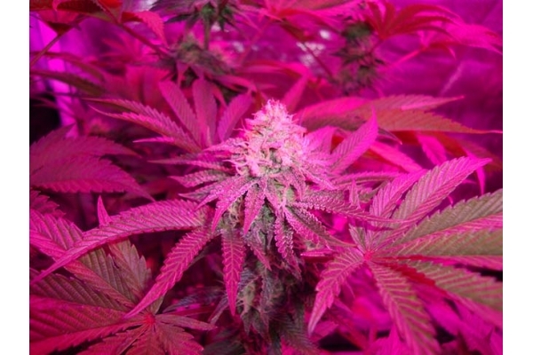 Girl Scout Cookies (Zamnesia Seeds) Feminiserede Girl Scout Cookies (Zamnesia Seeds) Feminiserede