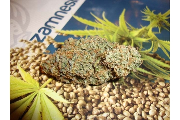Girl Scout Cookies (Zamnesia Seeds) Feminiserede Girl Scout Cookies (Zamnesia Seeds) Feminiserede