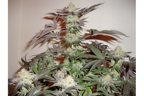 Girl Scout Cookies (Zamnesia Seeds) Feminiserede Girl Scout Cookies (Zamnesia Seeds) Feminiserede