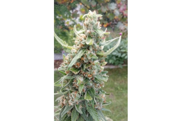 Girl Scout Cookies (Zamnesia Seeds) Feminiserede Girl Scout Cookies (Zamnesia Seeds) Feminiserede