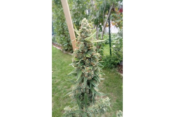 Girl Scout Cookies (Zamnesia Seeds) Feminiserede Girl Scout Cookies (Zamnesia Seeds) Feminiserede