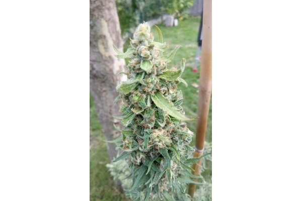 Girl Scout Cookies (Zamnesia Seeds) Feminiserede Girl Scout Cookies (Zamnesia Seeds) Feminiserede