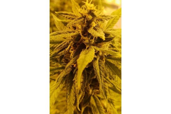 Girl Scout Cookies (Zamnesia Seeds) Feminiserede Girl Scout Cookies (Zamnesia Seeds) Feminiserede