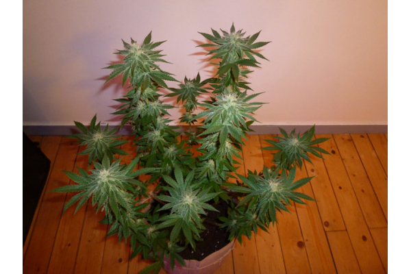 Girl Scout Cookies (Zamnesia Seeds) Feminiserede Girl Scout Cookies (Zamnesia Seeds) Feminiserede