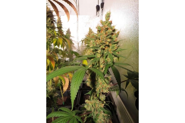 Banana (Zamnesia Seeds) Feminiserede Banana (Zamnesia Seeds) Feminiserede
