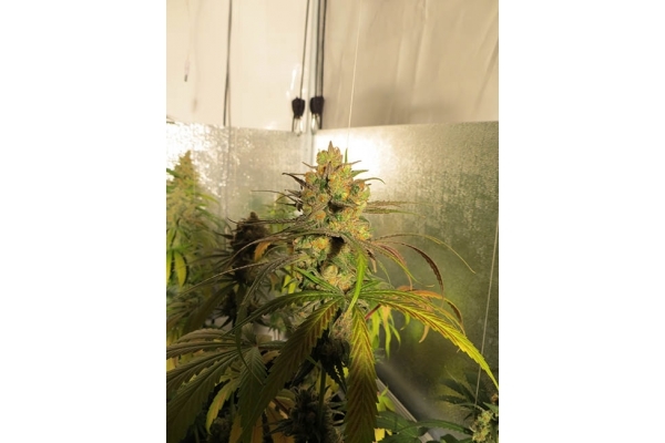 Banana (Zamnesia Seeds) Feminiserede Banana (Zamnesia Seeds) Feminiserede