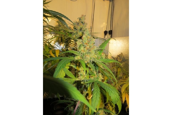 Banana (Zamnesia Seeds) Feminiserede Banana (Zamnesia Seeds) Feminiserede
